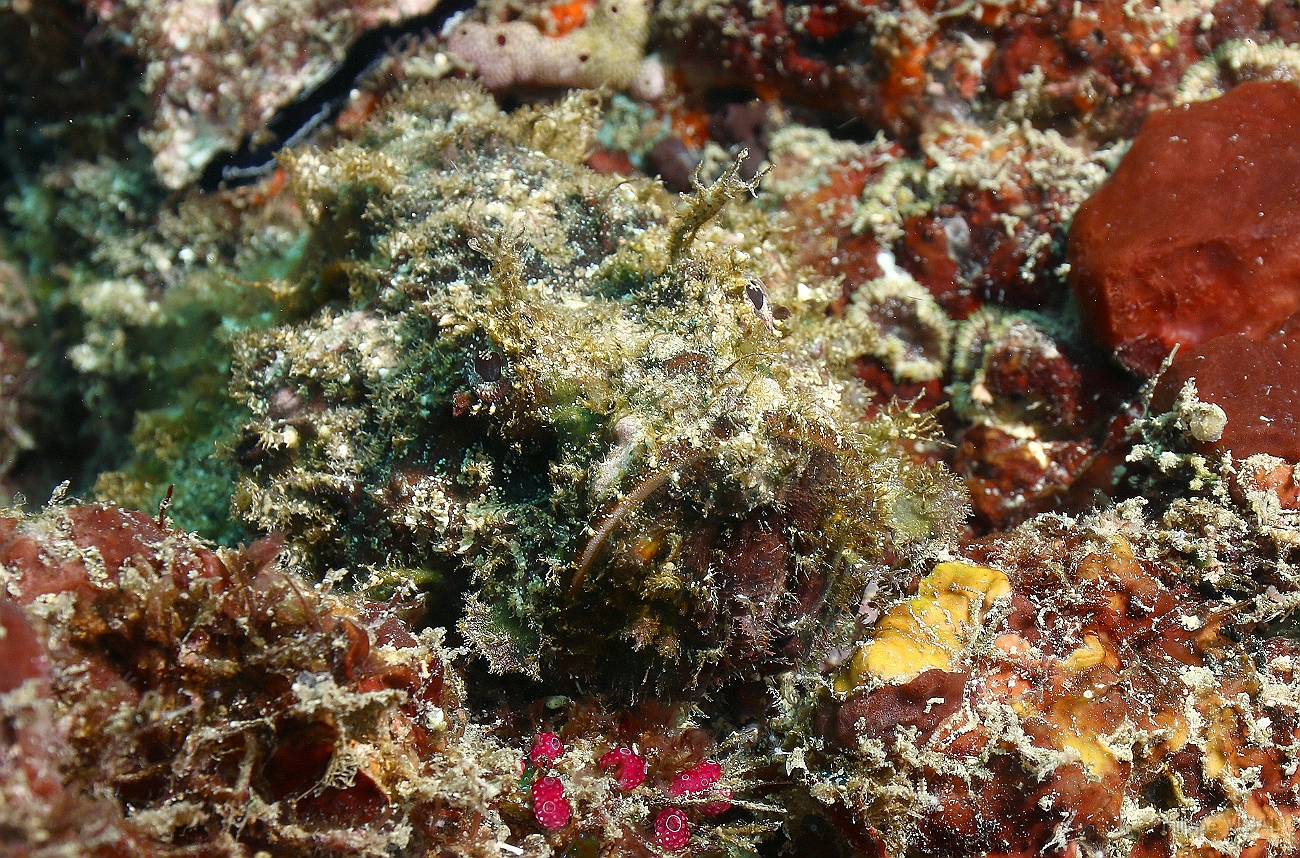 Raja Ampat 2016 - Synanceia verrucosa - Reef stonefish - Poisson pierre - IMG_5295_rc.jpg
